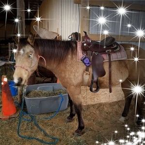 Meet your Posher, Donnajean